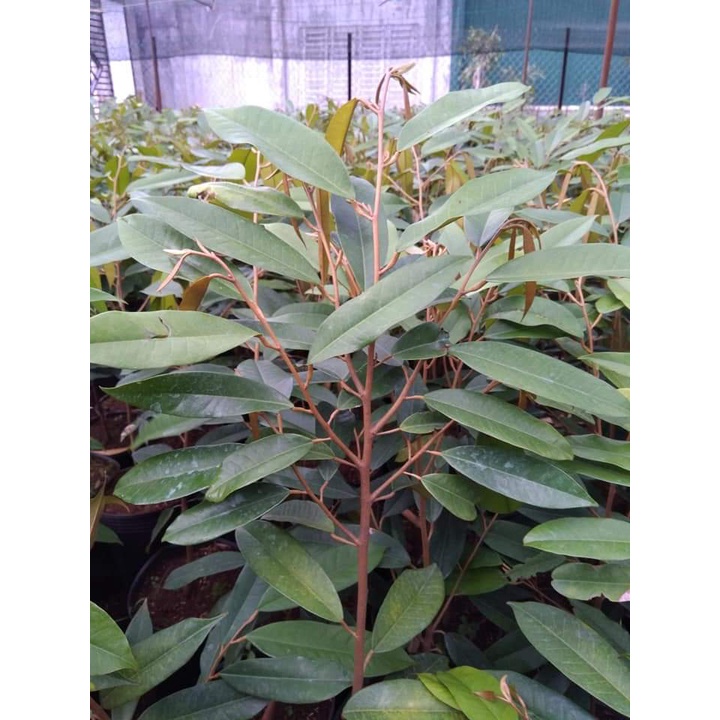 Cây Giống Sầu Riêng Chuồng Bò
