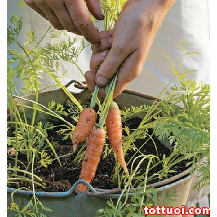 Hạt giống Cà rốt Mini – Gói 100 hạt