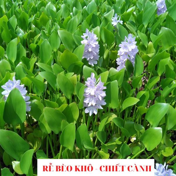 RỄ BÈO TÂY - RỄ LỤC BÌNH - CHIẾT CÀNH RA RỄ 100