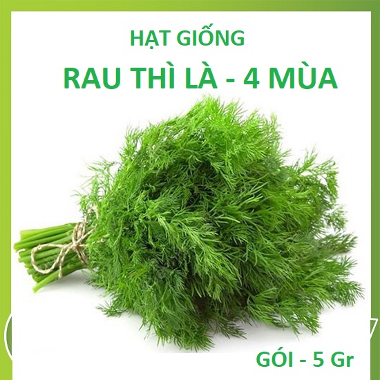 Hạt Giống Rau Thì Là - TN66 - Trồng Quanh Năm - Gói 5Gr