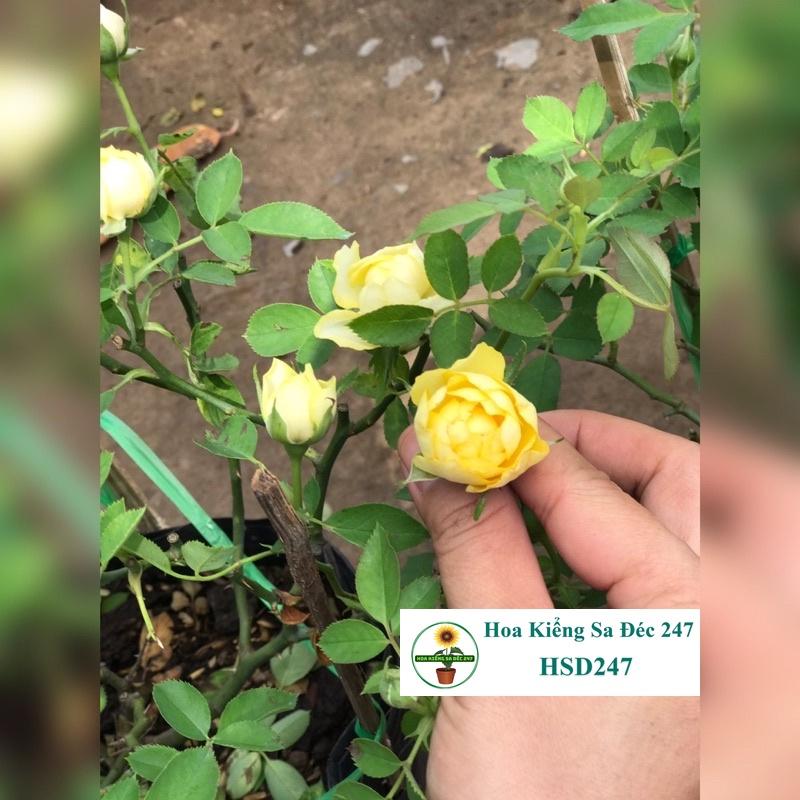 Hoa hồng trứng vàng nhỏ - Tặng phân bón