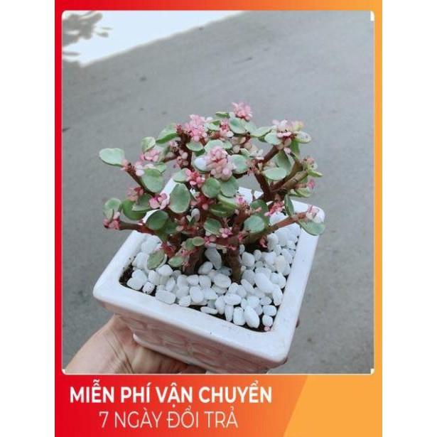 Chậu Đô La Hồng