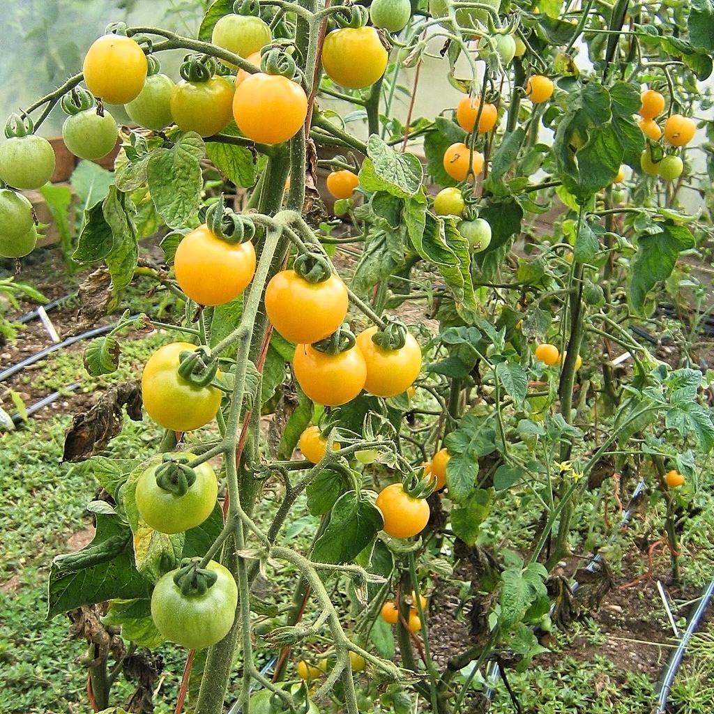 Hạt giống cà chua cherry vàng ngọt ORANGE CHARM 403 gói 5 hạt