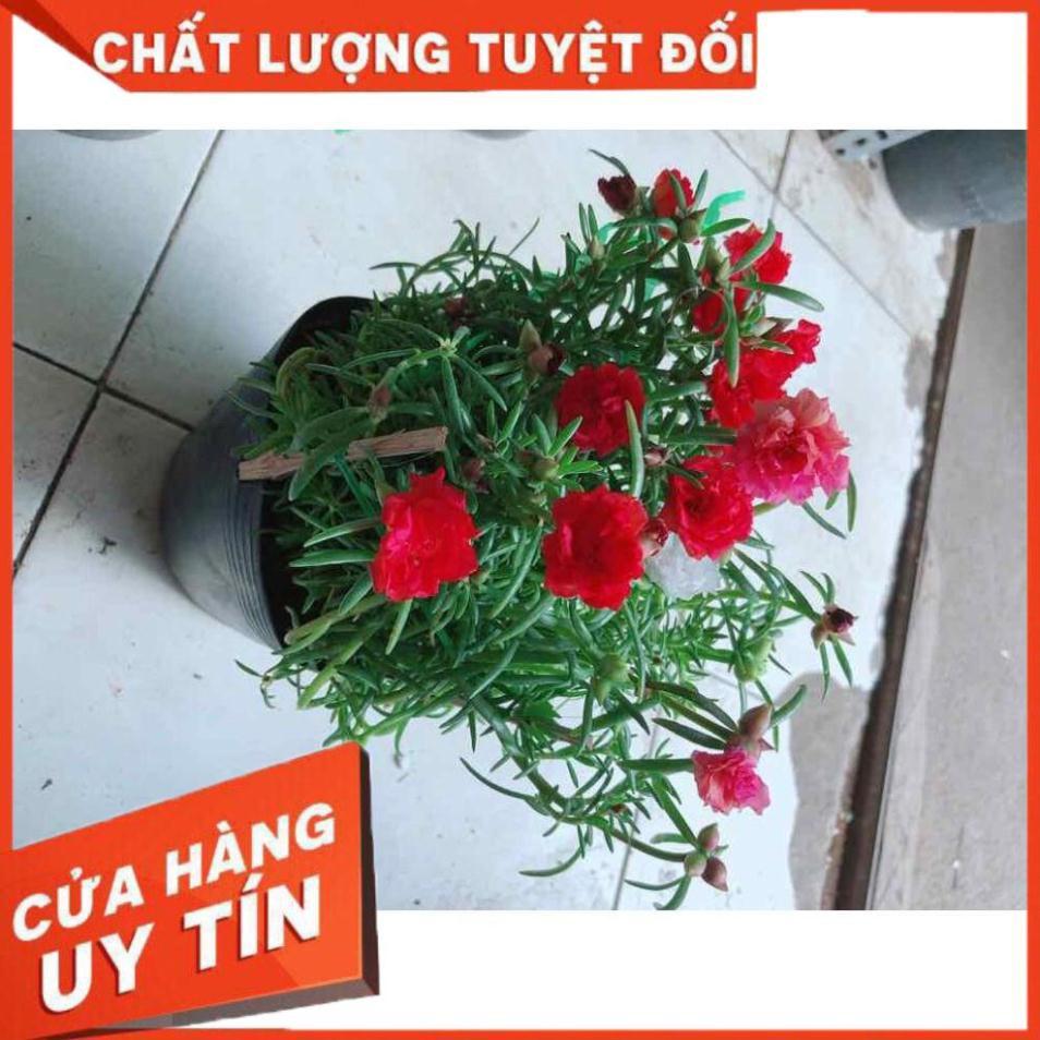 Hoa mười giờ mỹ Nhiều Người Mua