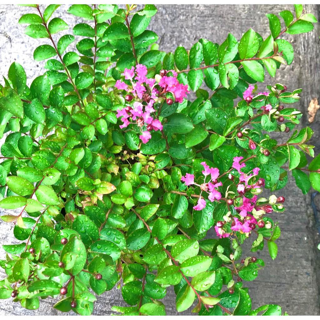 Chậu hoa Tường Vi màu hồng phấn