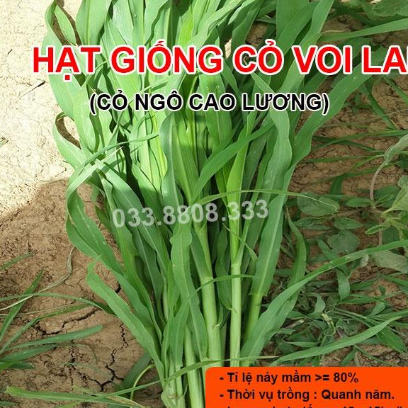 Hạt Giống Cỏ Voi Lai 1kg - Cỏ Chăn Nuôi Năng Suất Cao Lá Mềm