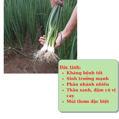 10gHạt giống hành hương cao sản,hành hoa,hành lá, hành ta-giống rau củ quả dùng làm vườn Nông Nghiệp 1 biogree