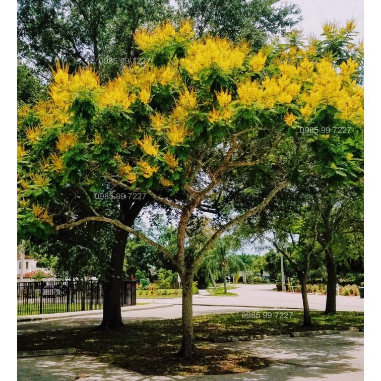 1 KG HẠT GIỐNG LIM XẸT