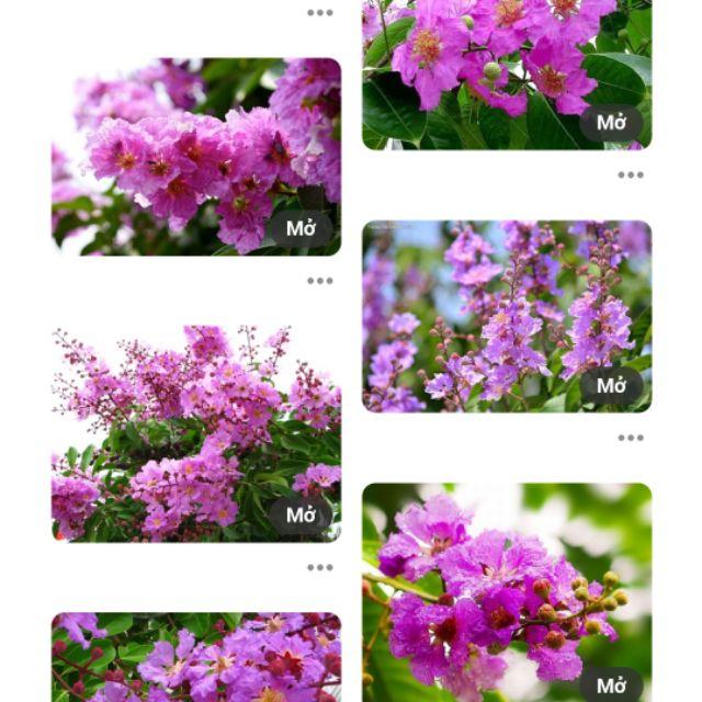 Cây giông bằng lăng tím