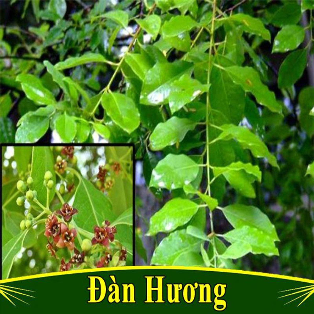 Cây giống đàn hương trắng ấn độ ( dòng F1) ( cây siêu sớm có bảo hành)