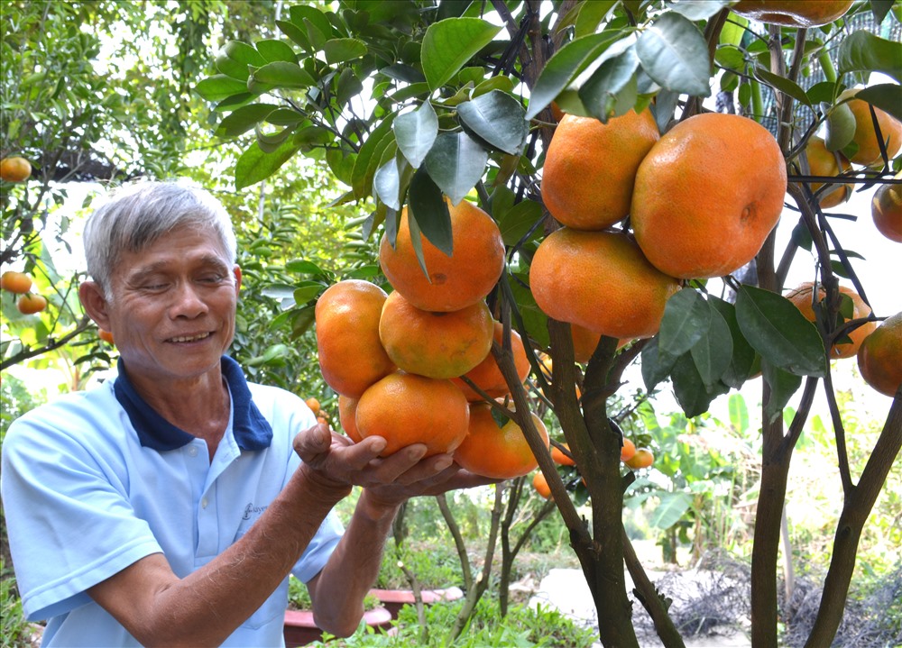Cây quýt hồng Lai Vung