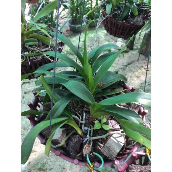 Sản Phẩm Hoa lan Giáng hương quế nâu