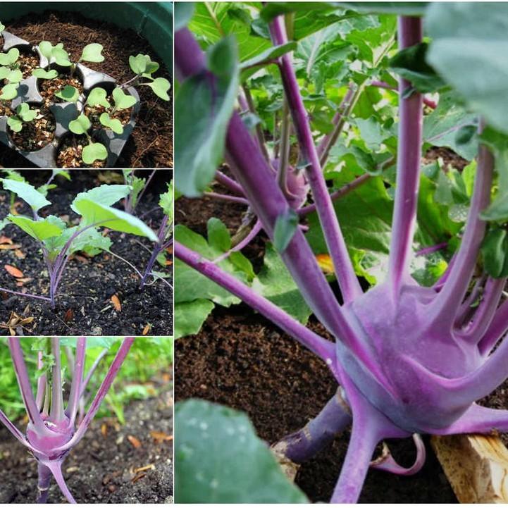 Hạt Giống Su Hào Tím