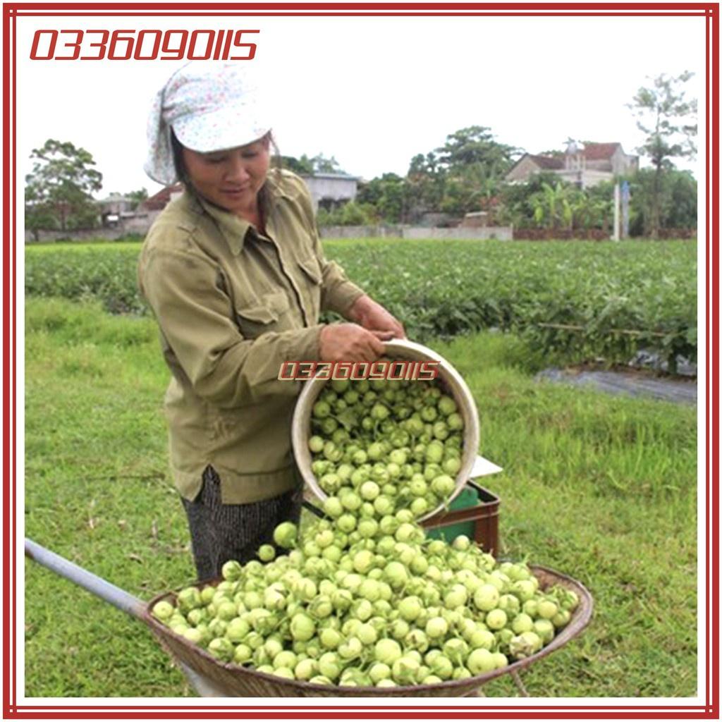 Hạt giống cà pháo xanh cao sản năng suất chất lượng F1 - gói 2g