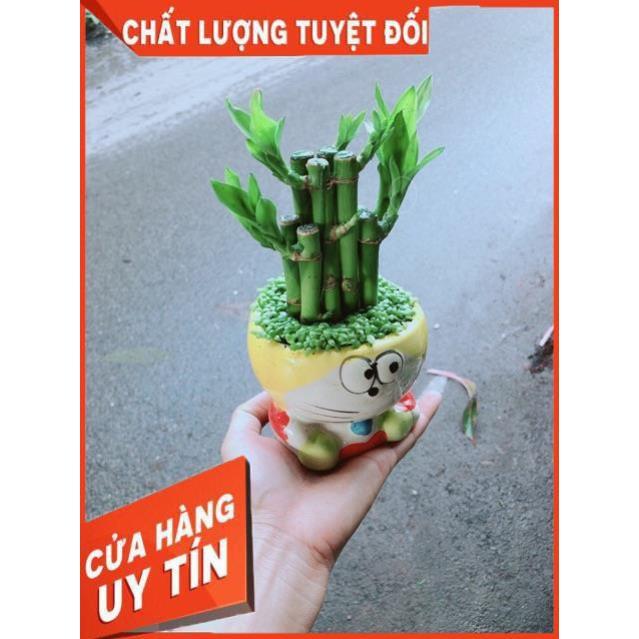 Chậu Trúc Phát Tài