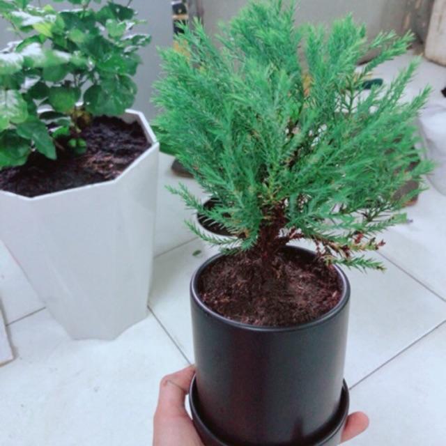 Chậu Tùng Bồng Lai