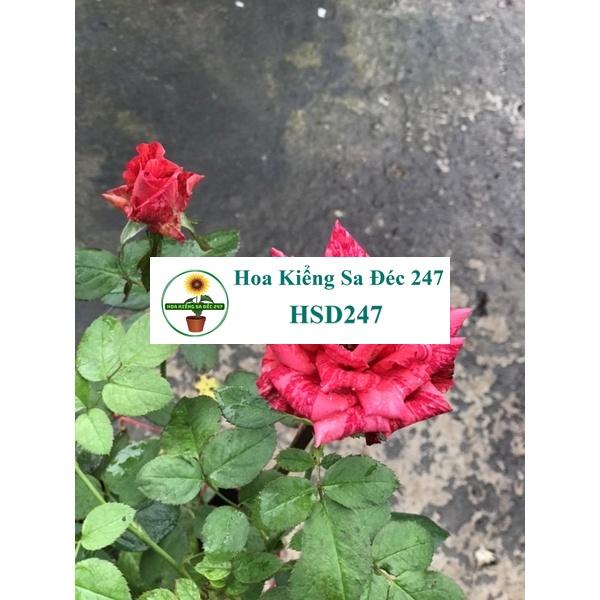 Cây hoa hồng ngoại + Tặng phân bón trang trí nội thất cảnh quan sân vườn ngoài trời
