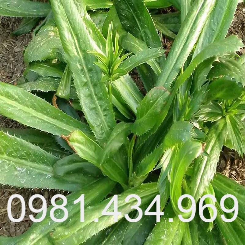Cây Ngò Gai Giống - 20 Cây Có Bầu