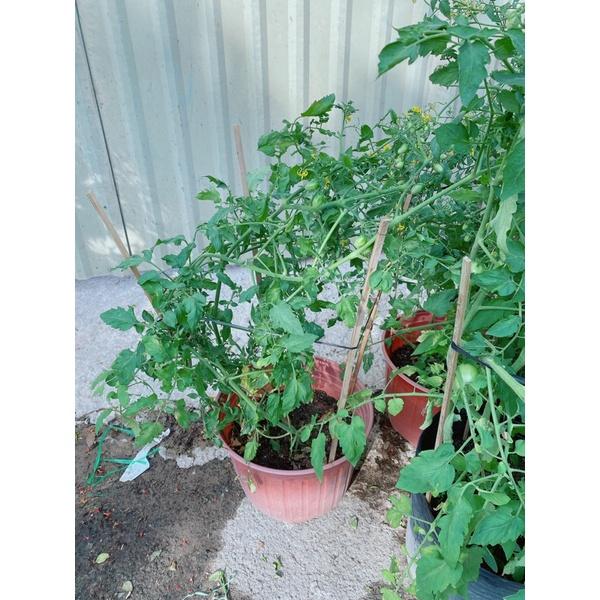 Cây Cà Chua Bi