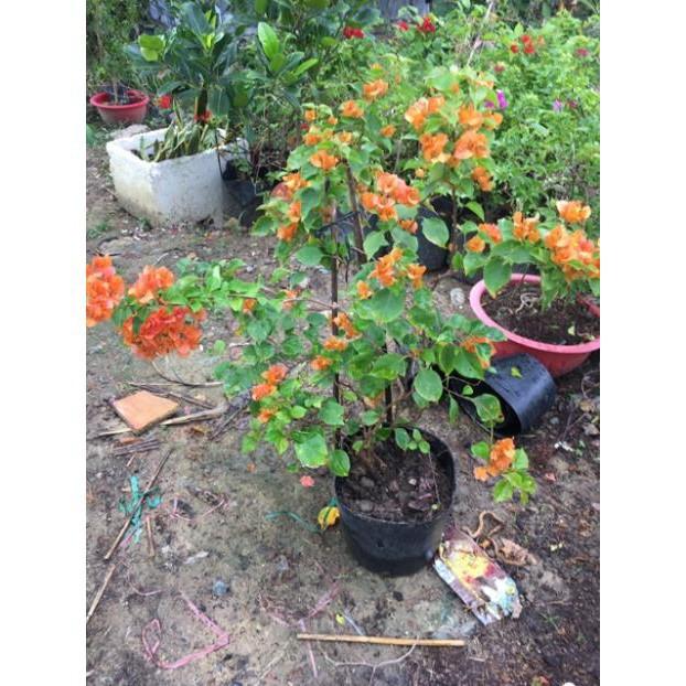 Hoa giấy đỏ cam