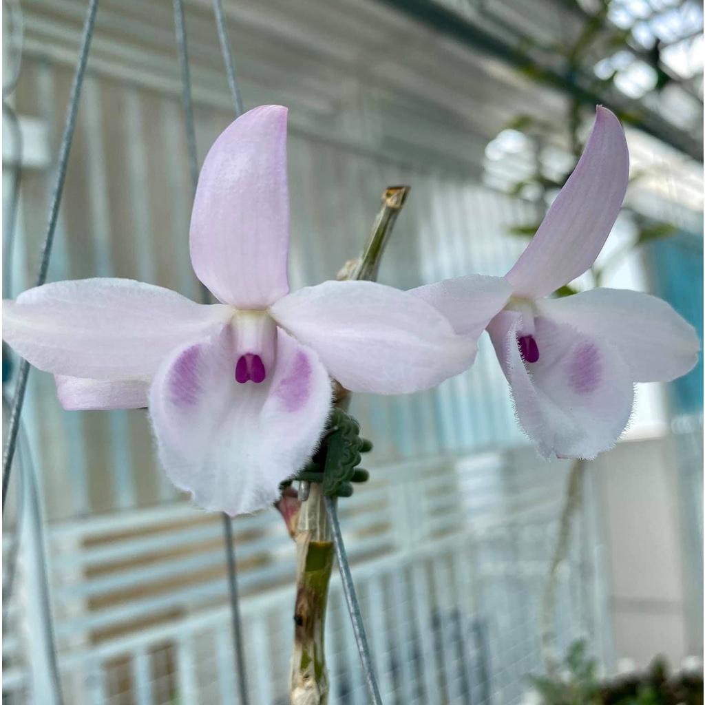 Cốc lan phi điệp đột biến 5 cánh HỒNG MINH CHÂU, hoa cực đẹp, cực hiếm, hàng gieo hạt, cây y hình