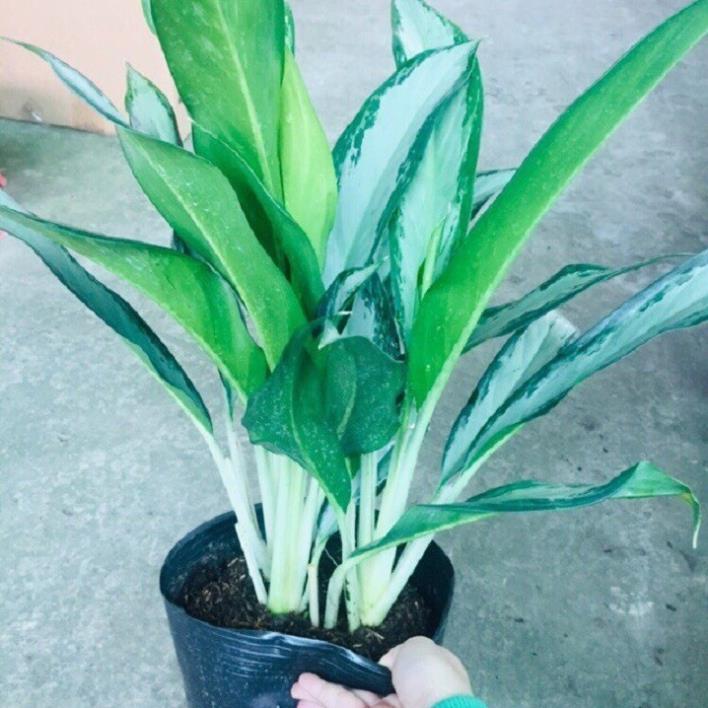 CHẬU CÂY GIỮ TIỀN -CÂY PHONG THỦY MANG LẠI TIỀN TÀI, VƯỢNG PHONG THỦY CHO GIA CHỦ