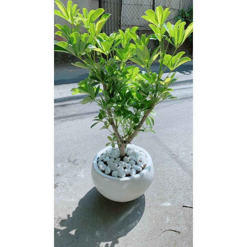 Chậu Ngũ Gia Bì Đuổi Muỗi Tốt