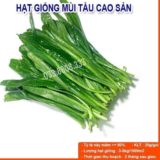 Hạt Giống Rau Mùi Tàu khoảng 500 hạt