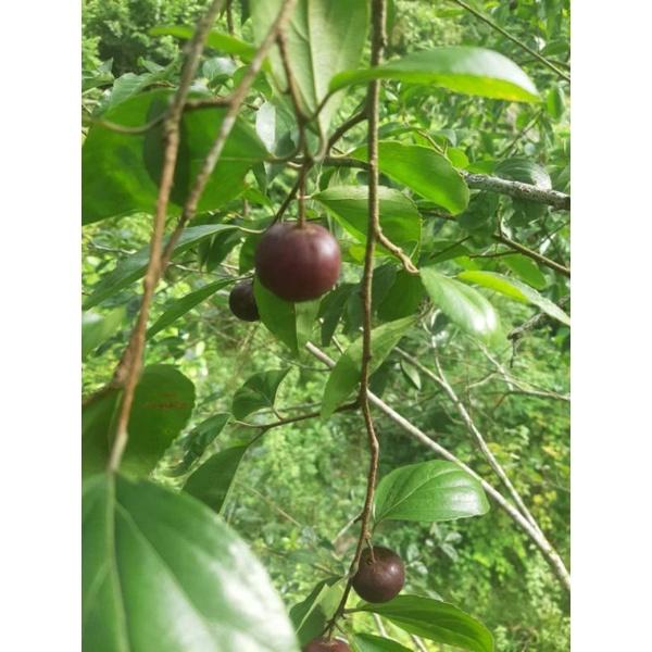 Cây giống mận quân cây 50-60cm