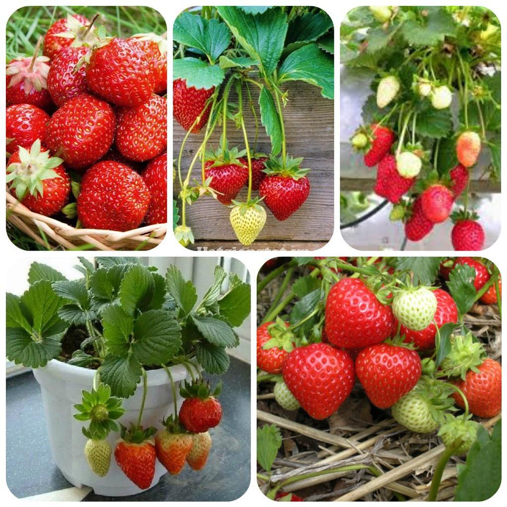 Hạt giống dâu tây đỏ - hatgiong24h