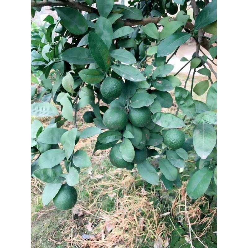 Cây giống chanh tứ quý