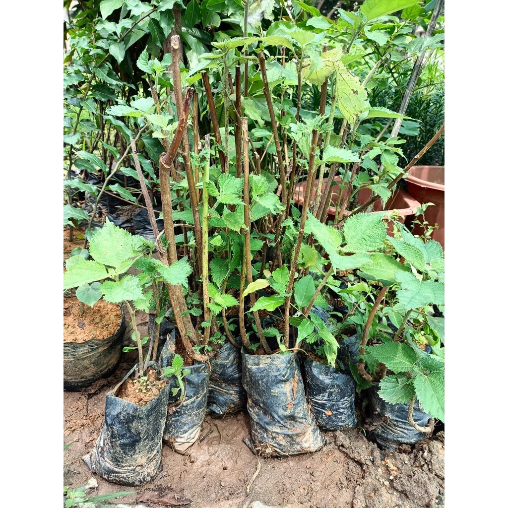 Cây giống gai xanh