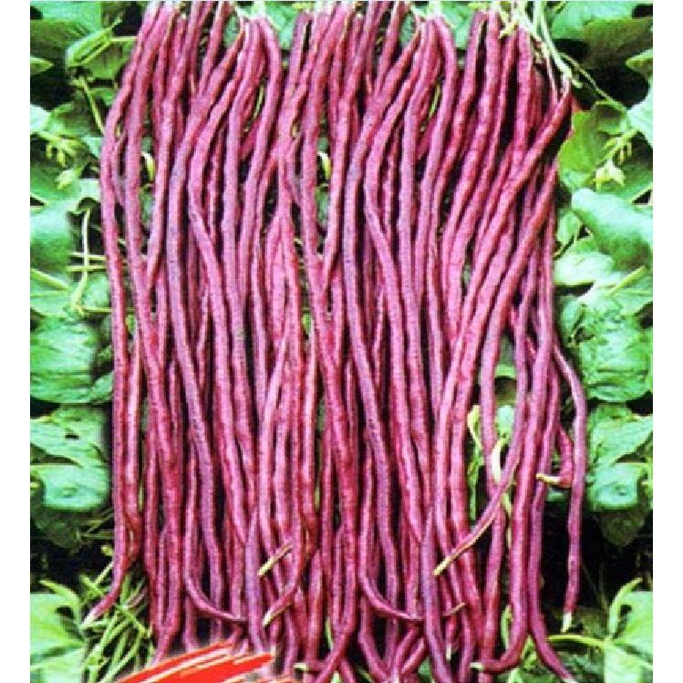 Combo 2 gói hạt giống đậu đũa xanh  và 1 gói tím-tặng kèm gói phân bón lót