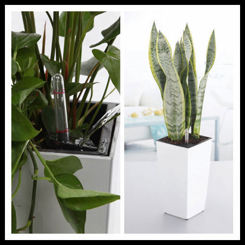 Kết quả hình ảnh cho cháºu hoa trá»ng cây vuông mà u trắng