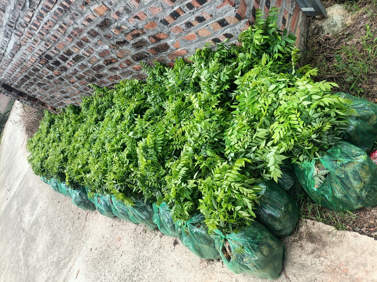 Combo 10 Cây Sưa Đỏ Cao 40Cm