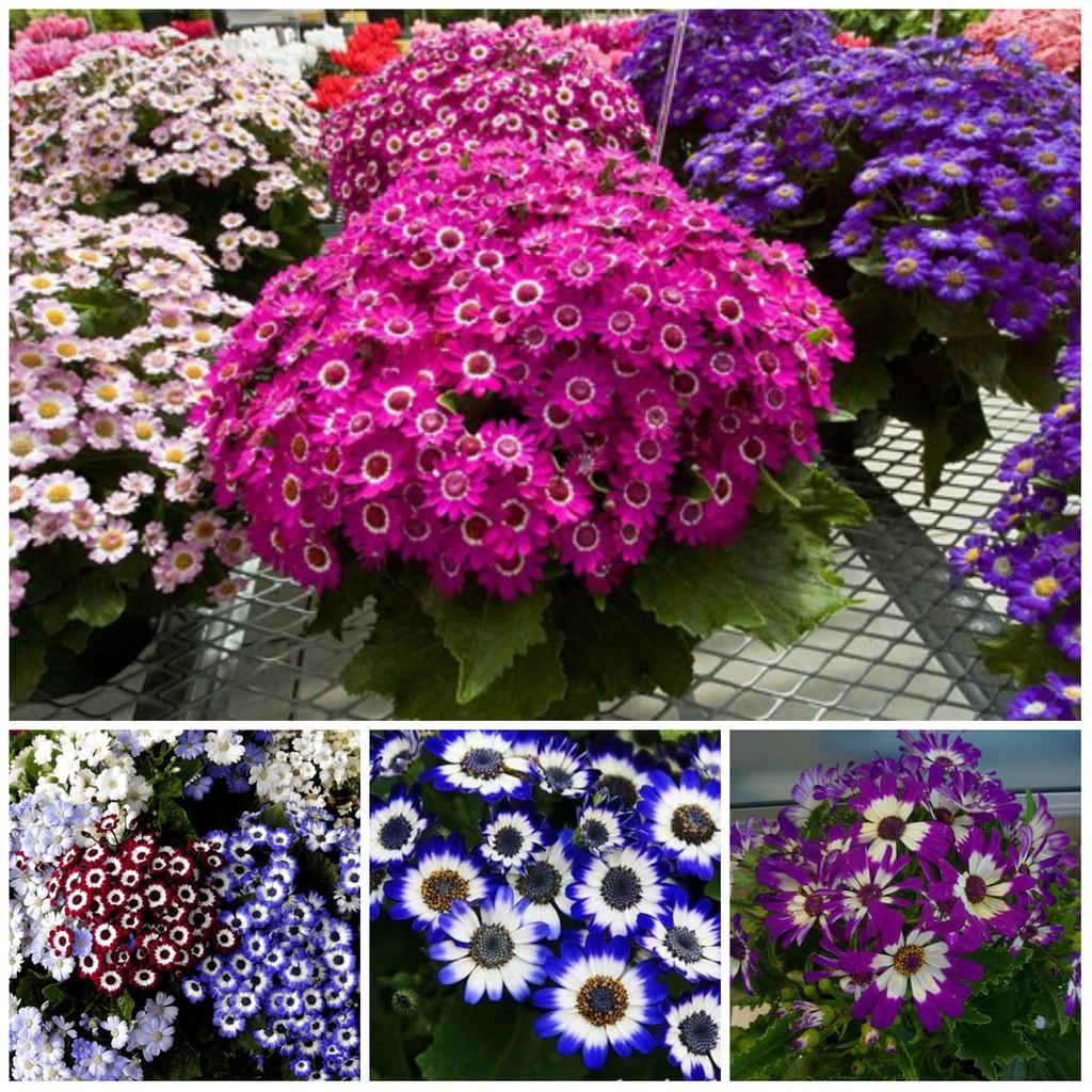 Combo 3 gói hạt giống hoa cúc lọ lem mix màu - Tặng gói kích mầm hạt