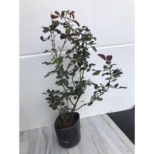 Hoa hồng ngoại Yua Rose - hồng bụi cao, hoa thơm