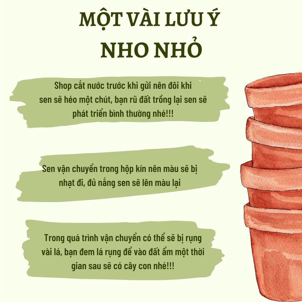 Sen Đá Cải Tím Cánh Mỏng size 5-8cm, XUẤT XỨ VIỆT NAM, ĐÃ THUẦN KHÍ HẬU, SIÊU KHOẺ ĐẸP, Lỗi 1 ĐỔI 1