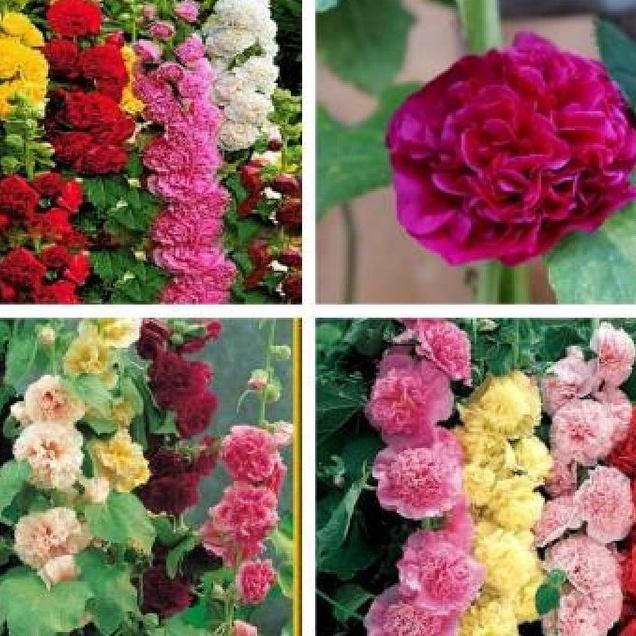 Hạt giống hoa mãn đình hồng kép mix màu--gói 50 hạt