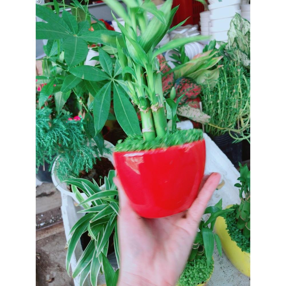 Chậu chúc phát tài hình trái tim để bàn