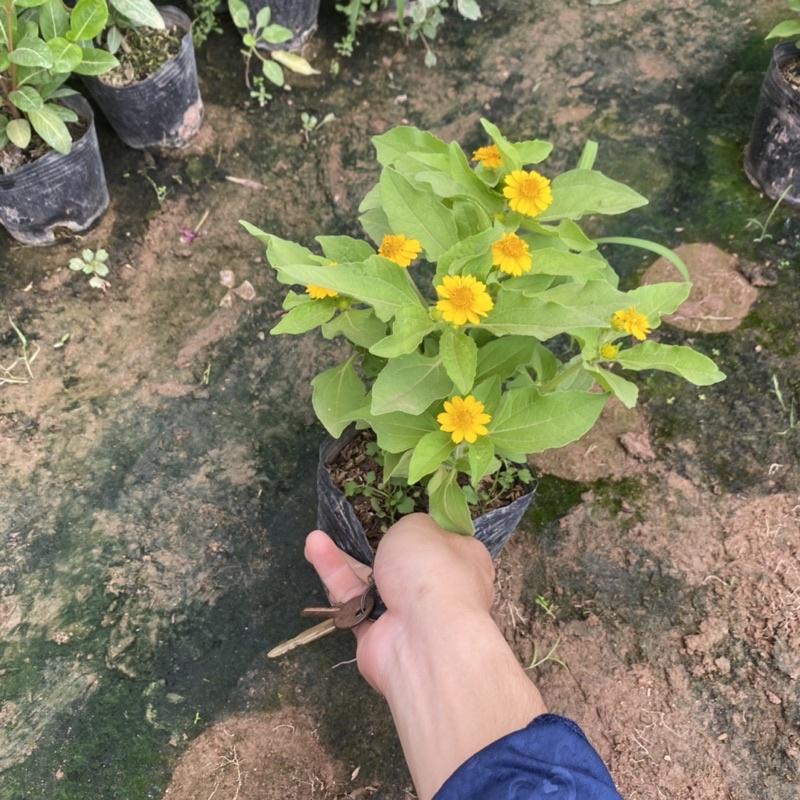 Cúc mặt trời trồng bịch đen đã có nụ và hoa