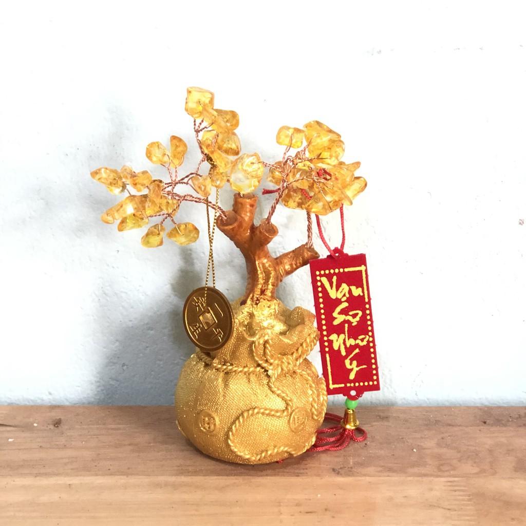 Cây kim tiền cây phát tài phát lộc K02 cao 15cm