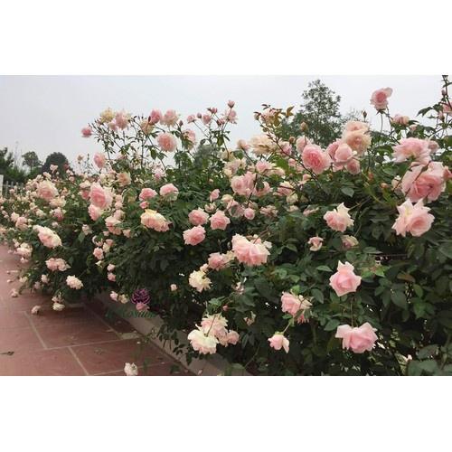 Combo 2 bầu Hồng Đào Cổ – Hồng cổ Việt Nam rất thơm và sai hoa