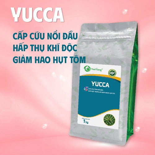 Hấp thụ khí độc ao tôm YUCCA