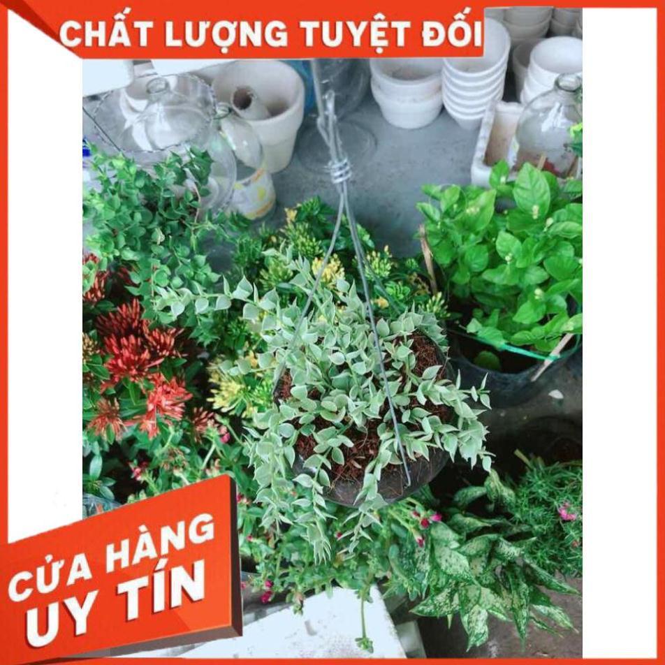 Chậu cây lá tim cẩm thạch Nhiều Người Mua