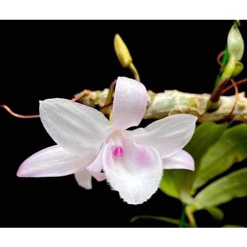 Cốc lan phi điệp đột biến 5 cánh HỒNG MINH CHÂU, hoa cực đẹp, cực hiếm, hàng gieo hạt, cây y hình