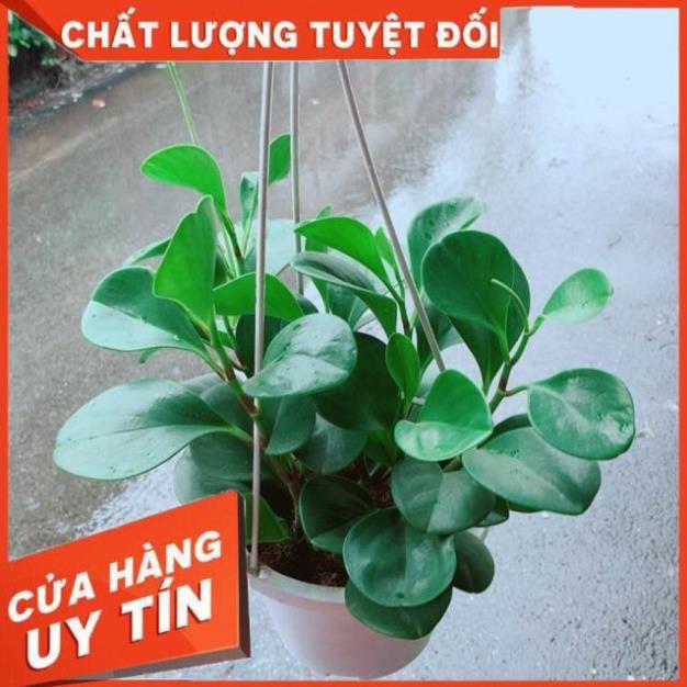 Chậu Trường Sinh