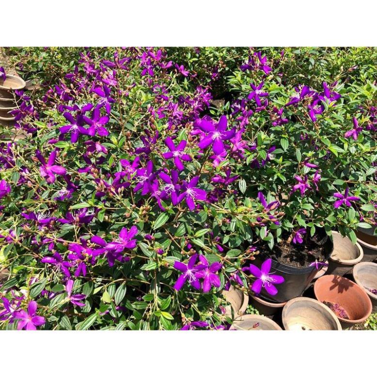 CHẬU HOA MUA TÍM THÁI LAN SIÊU ĐẸP