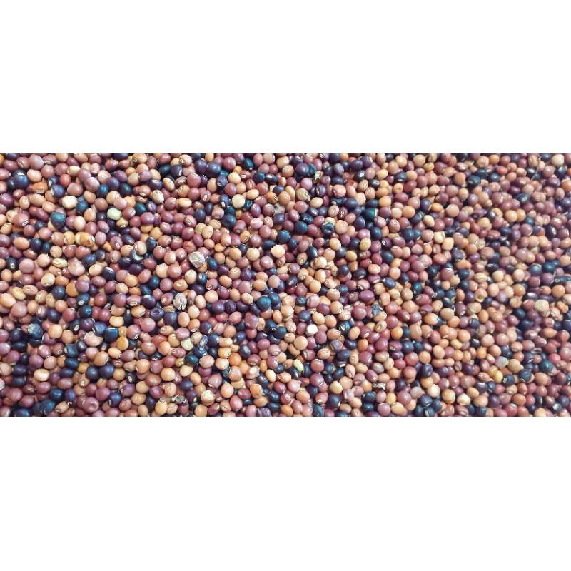 500 gram hạt đậu săng