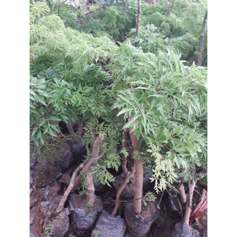 Cây Đinh Lăng Giống Lá Nếp